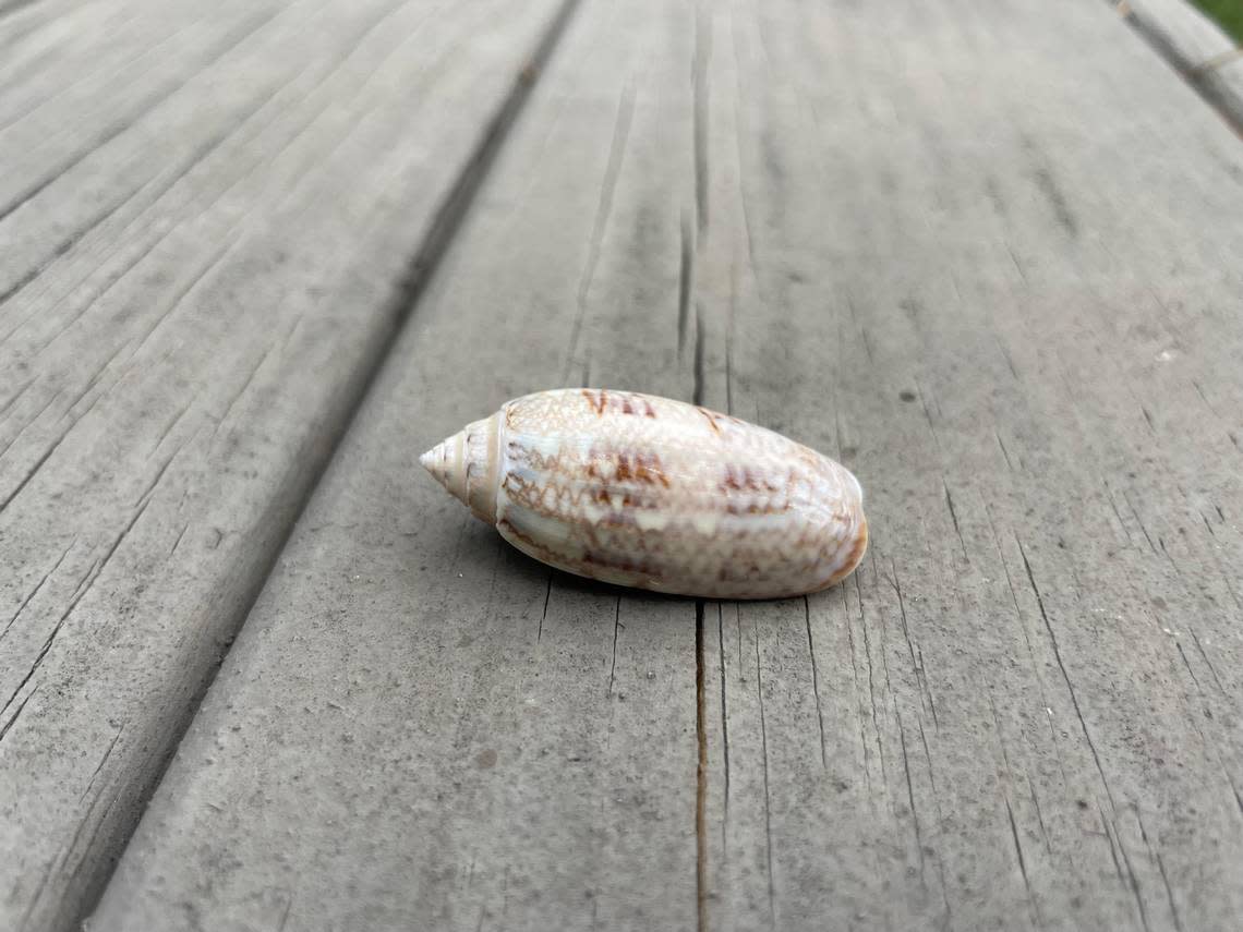 A lettered olive seashell, which is the South Carolina state shell. The shell pictured was found along Hilton Head Island, SC.