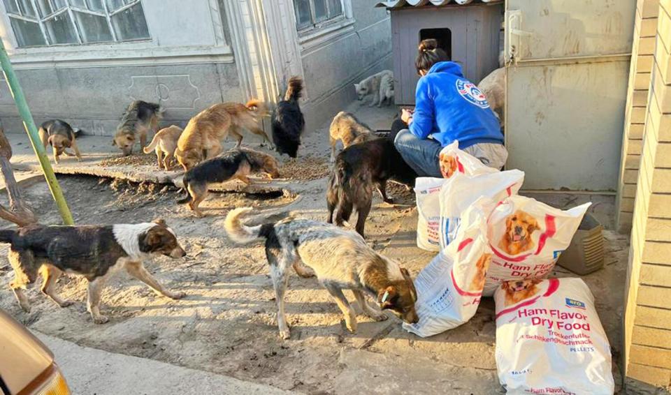 N.Y. Charity Installs Animal Feeding Stations Across Ukraine to Help Pets Abandoned During War