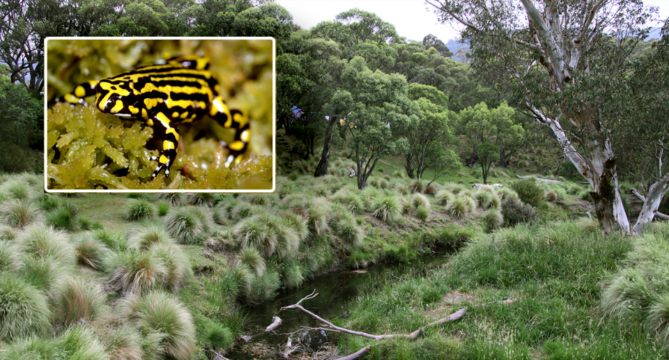 A northern corroboree frog inset against a picture of Kosciuszko National Park.