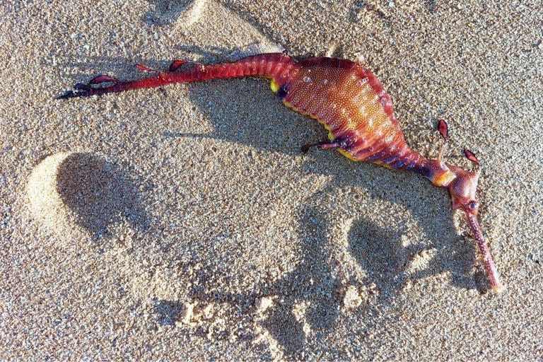 Uno de los ejemplares de dragón de mar ubicado en Mona Vale Beach, Australia (Konrad Szylar)