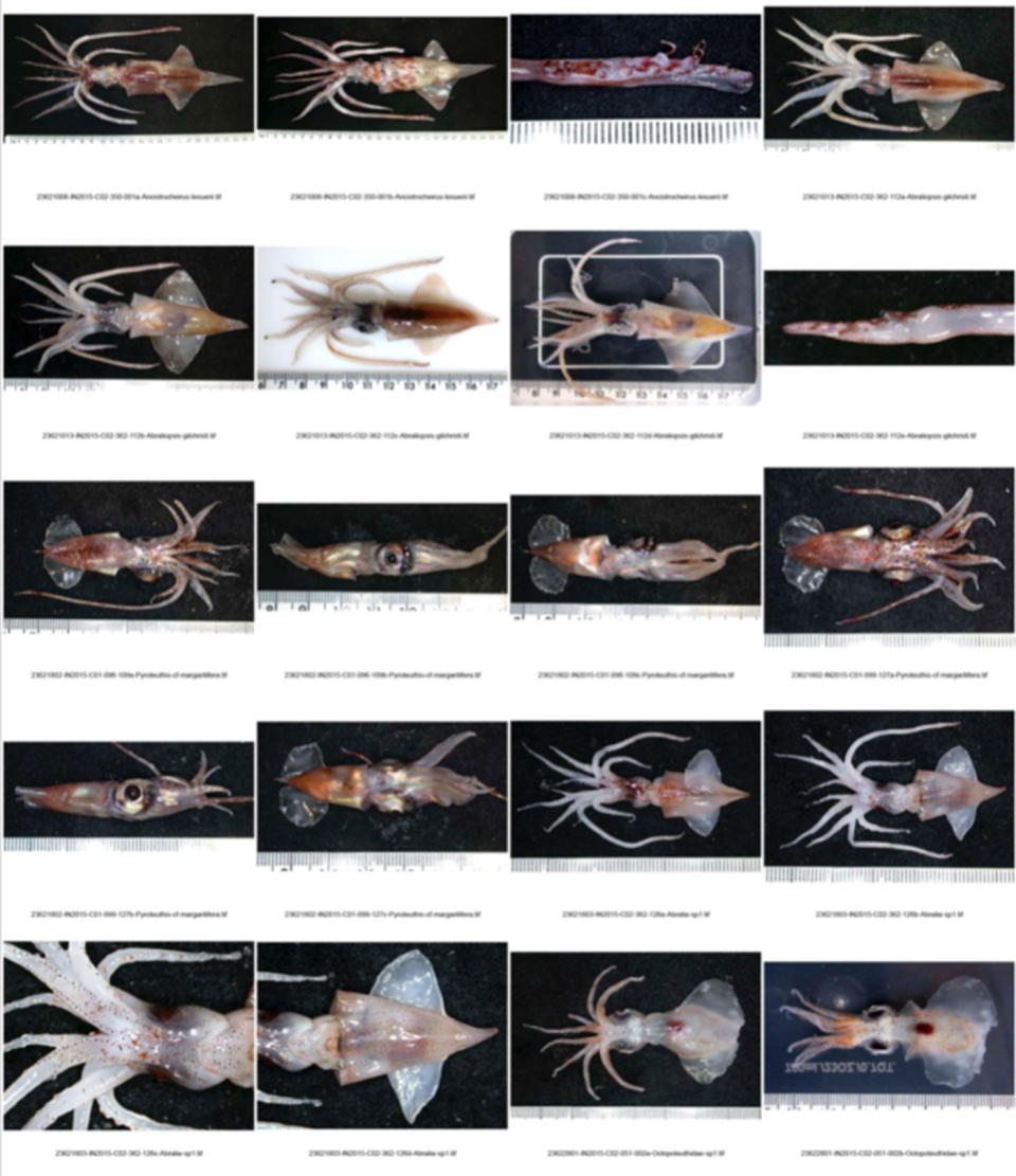 The Great Australian Bight Research Program found 401 new invertebrate species. Source: Marine Biodiversity Records