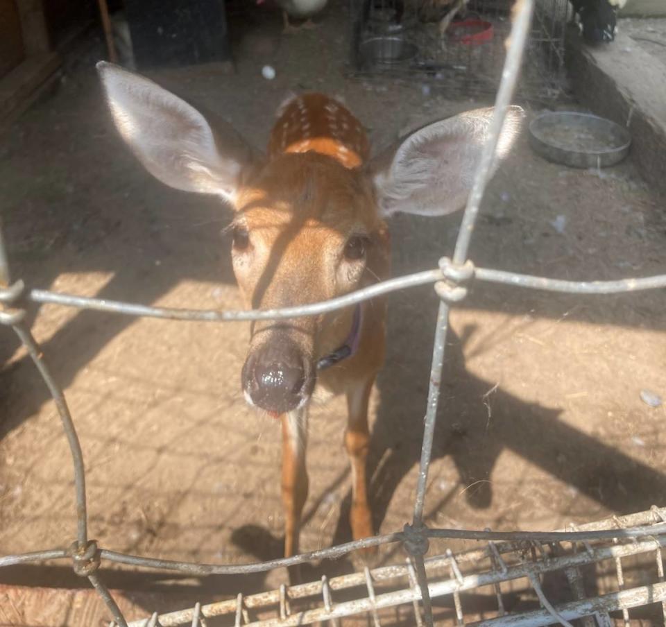 Fawn was mistakenly picked up after residents thought it was orphaned. It was then caged.