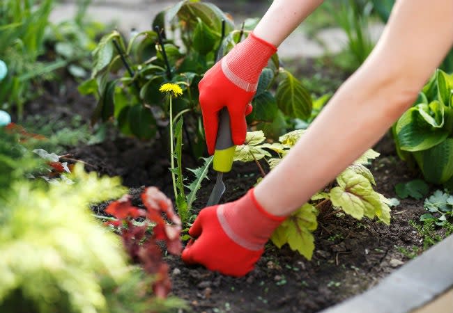 Person wearing red garden gloves using a hand tool to pull a dandelion