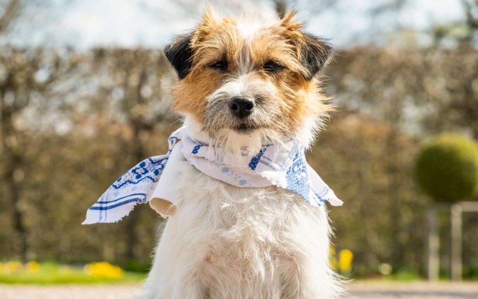 In "Zitterinchen", einem Märchenfilm aus der ARD-Reihe "Sechs auf einen Streich", spielt Resi den gleichnamigen Hund und fungiert als Liebesbotschafter. Hundeliebende Schauspieler und ein Trainer machten den Dreh möglich. (Bild: MDR/HR/RB/KInderfilm GmbH/Anke Neugebauer)