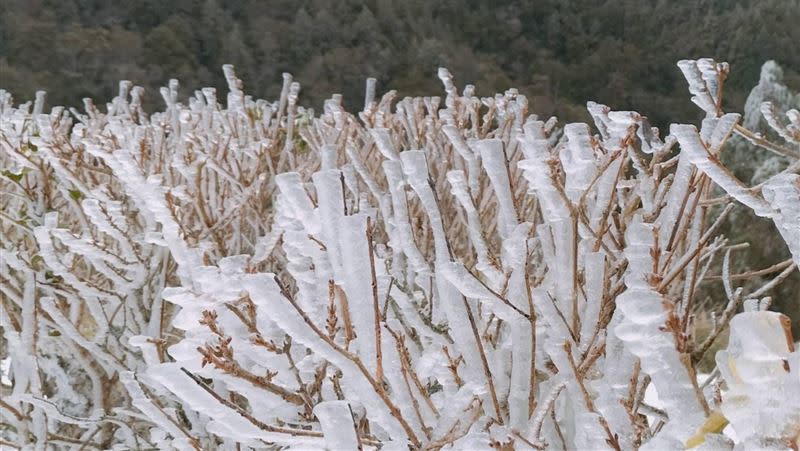 太平山上當時氣溫零下九度，連樹枝都被冰封成了雪白美景。（圖／翻攝畫面）