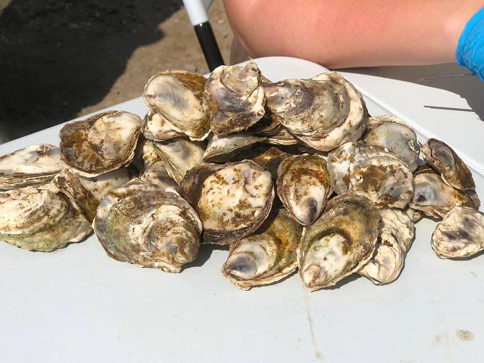 Town Point Consulting intends to grow up to three million oysters a year from three sites spanning 36 hectares. (Rod Beresford/Cape Breton University - image credit)