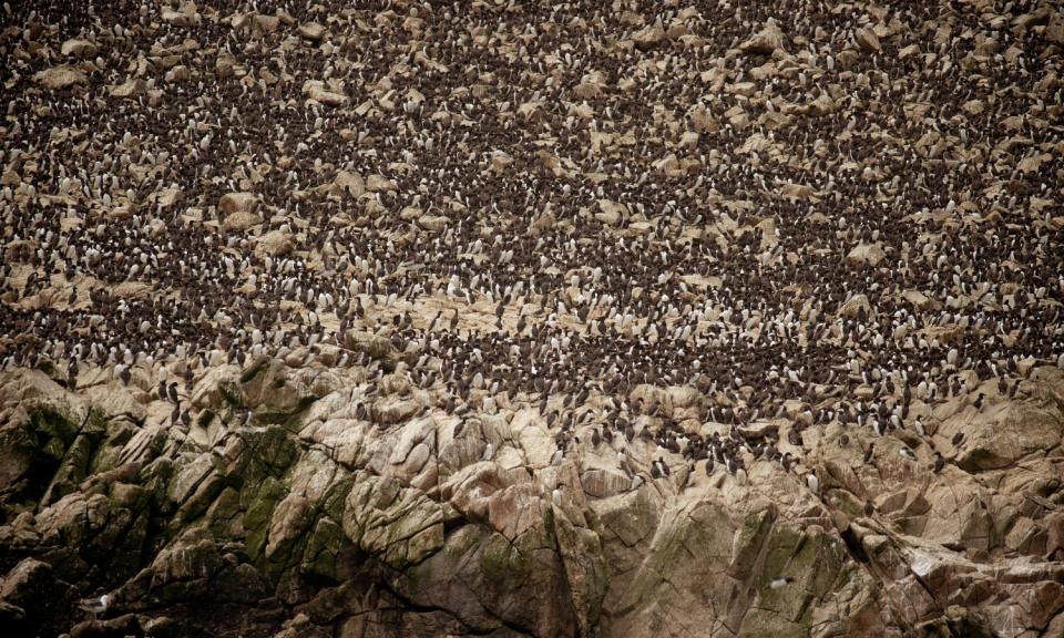 Thousands of birds live on the Farallon Islands off San Francisco