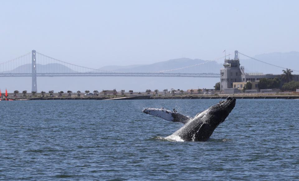 <p>A humpback whale breaches in a lagoon in Alameda, California</p> (Getty Images)