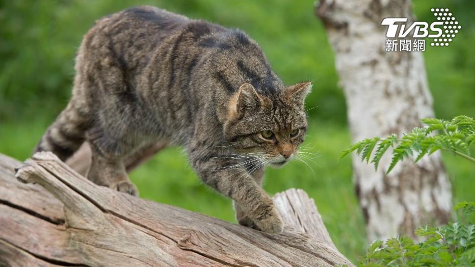 紐西蘭擬辦的「兒童獵貓大賽」遭動保團體抵制喊卡。（示意圖／shutterstock 達志影像）