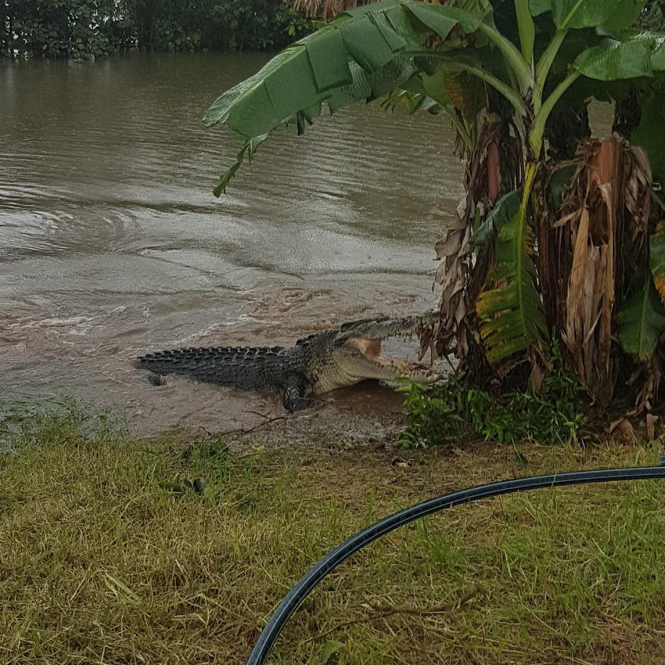 A mum is warning others after a crocodile “tried to have a go at her”. Source: Liz Kraaz