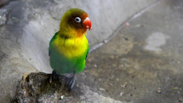 lovebird biru kepala hitam