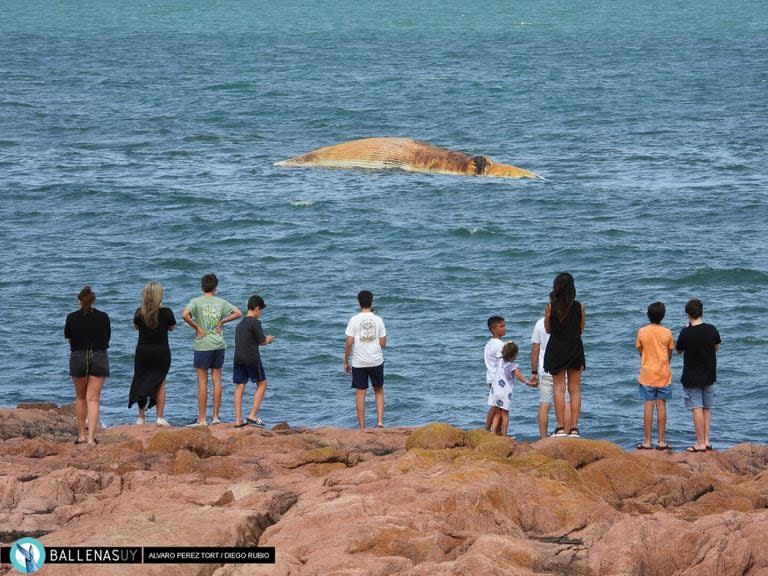 Ballena rorcual encontrada muerta y en estado de descomposición en Punta del Este