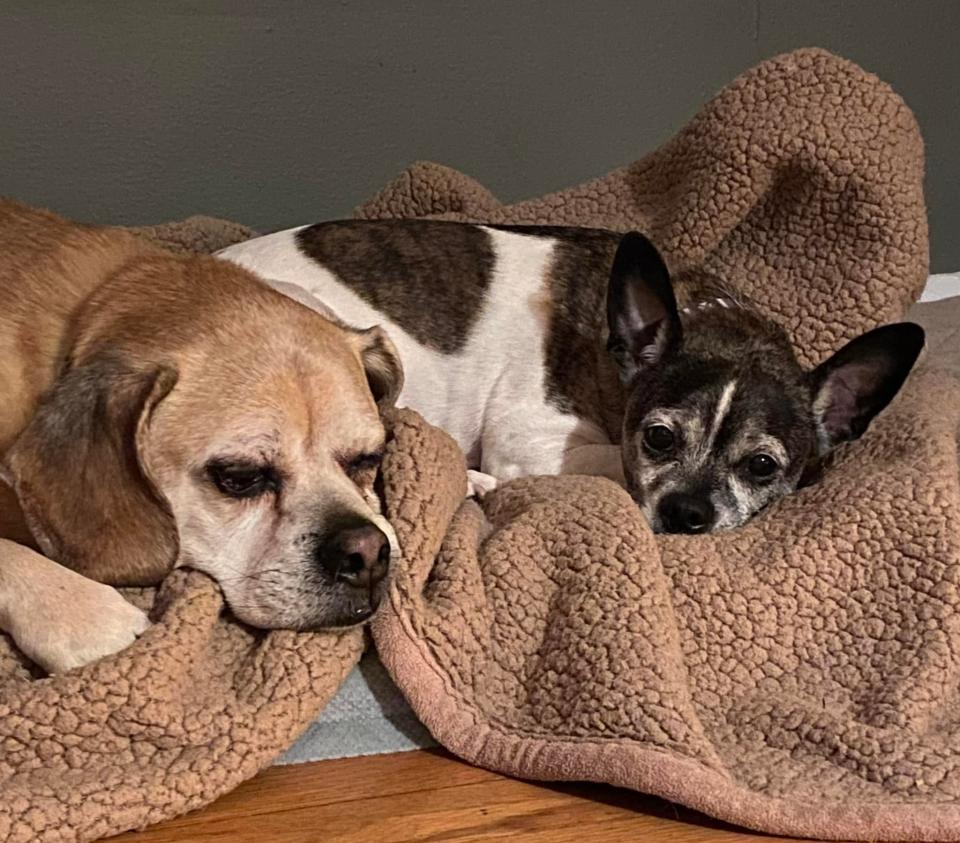 Miles, left, acquired a new friend years ago when one of Gary and Jan Rosenberg’s three children moved overseas and couldn’t keep Dylan, right. Dylan, now 11, is a pug/Chihuahua mix who, they say, is unsettled by the absence of his companion.