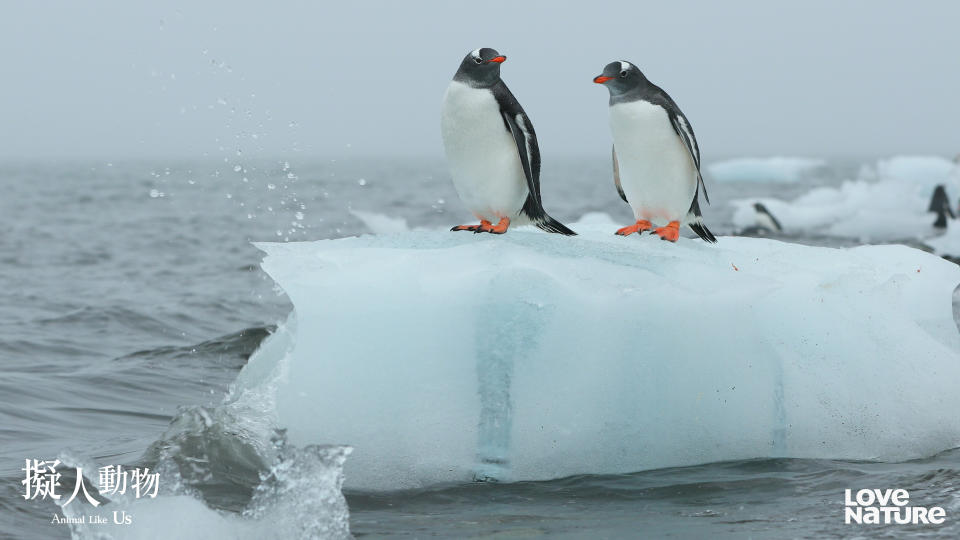 在南極洲這個極端的環境中，為了表達愛意，巴布亞企鵝在競爭激烈的環境下，尋找合適的石頭象徵著婚戒送給伴侶。（圖／杰德影音提供）