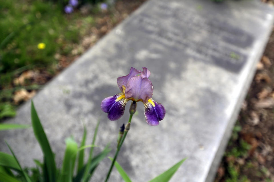 An iris grows at the Helmbold family plot at the Woodlands Cemetery Saturday May 4, 2019 in Philadelphia. The cemeteries of yore existed as much the living as for the dead. And a handful of these 19th century graveyards are restoring the bygone tradition of cemetery gardening. (AP Photo/Jacqueline Larma)