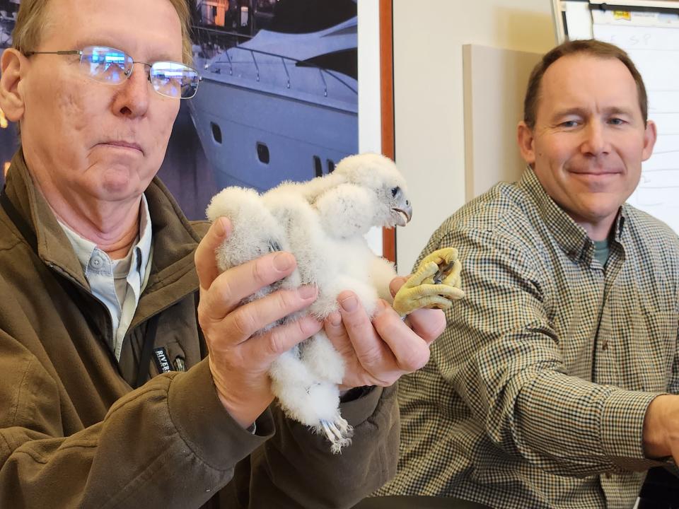 Greg Septon holds "Pete," a female peregrine falcon, as it was banded as a nestling in 2023 at the We Energies plant in Port Washington. At right is We Energies employee Mike Grisar.