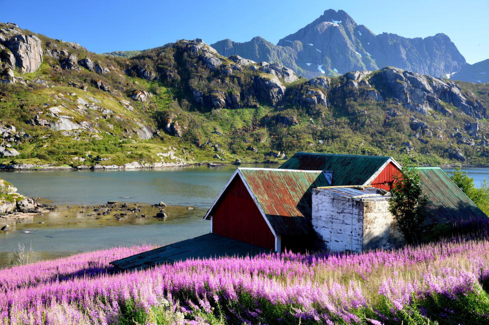 Fjord farmhouse amongst purple wildflowers in&nbsp;Vestvagoy, Lofoten Islands