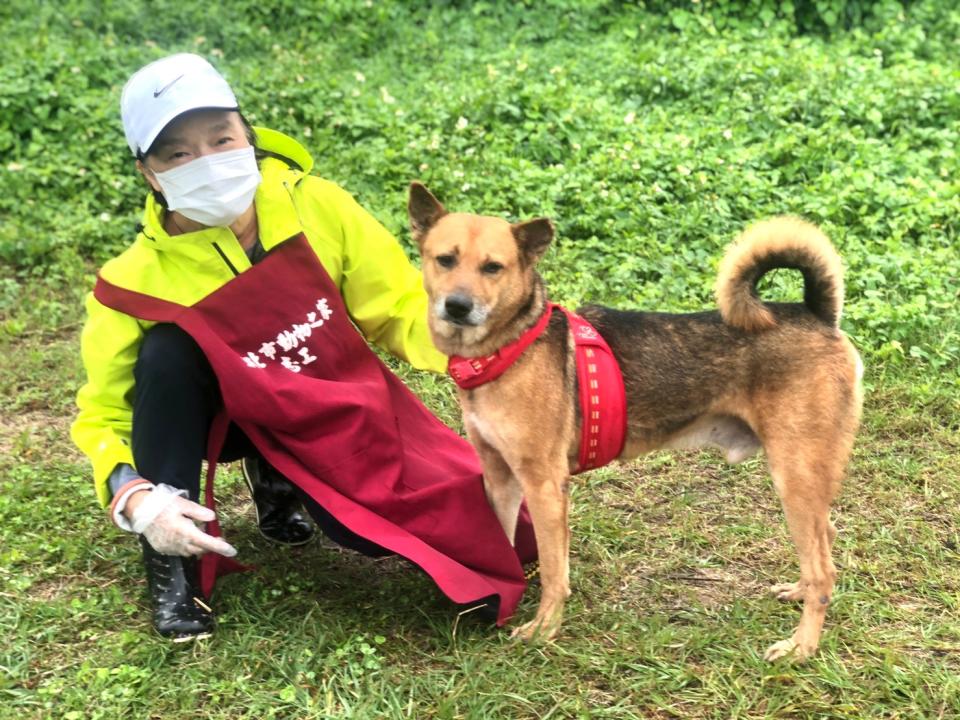 淡水動物之家志工帶金卡外出散步。   圖：新北市動保處提供