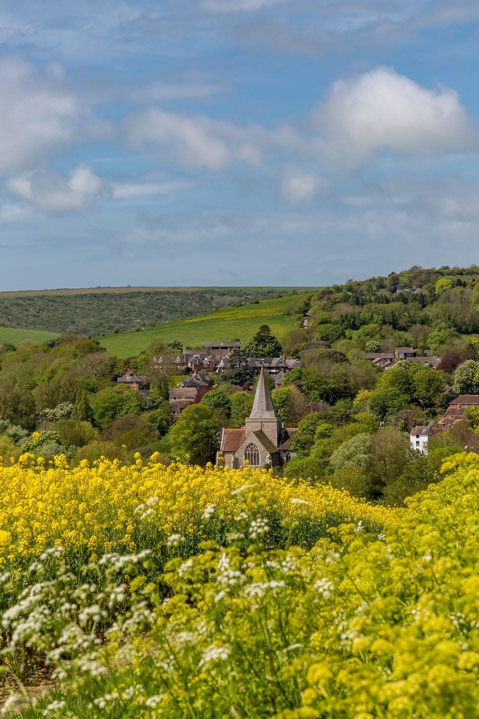 looking over a field of canola crops towards alfriston, in sussex