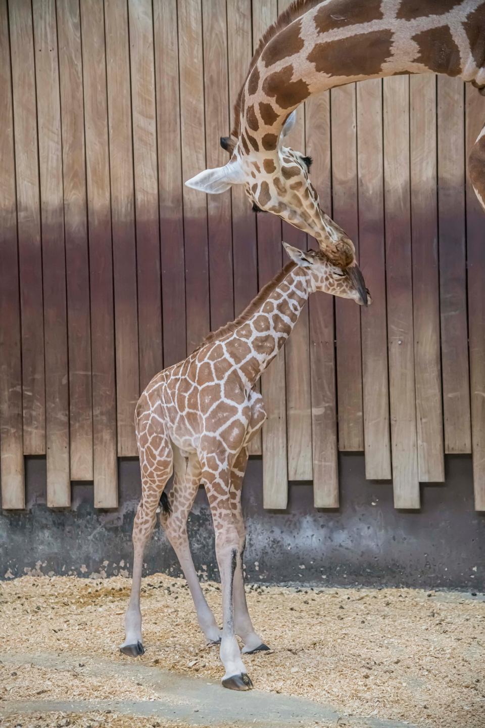 A baby giraffe was born to mom, Marlee, at the Milwaukee County Zoo on May 27.