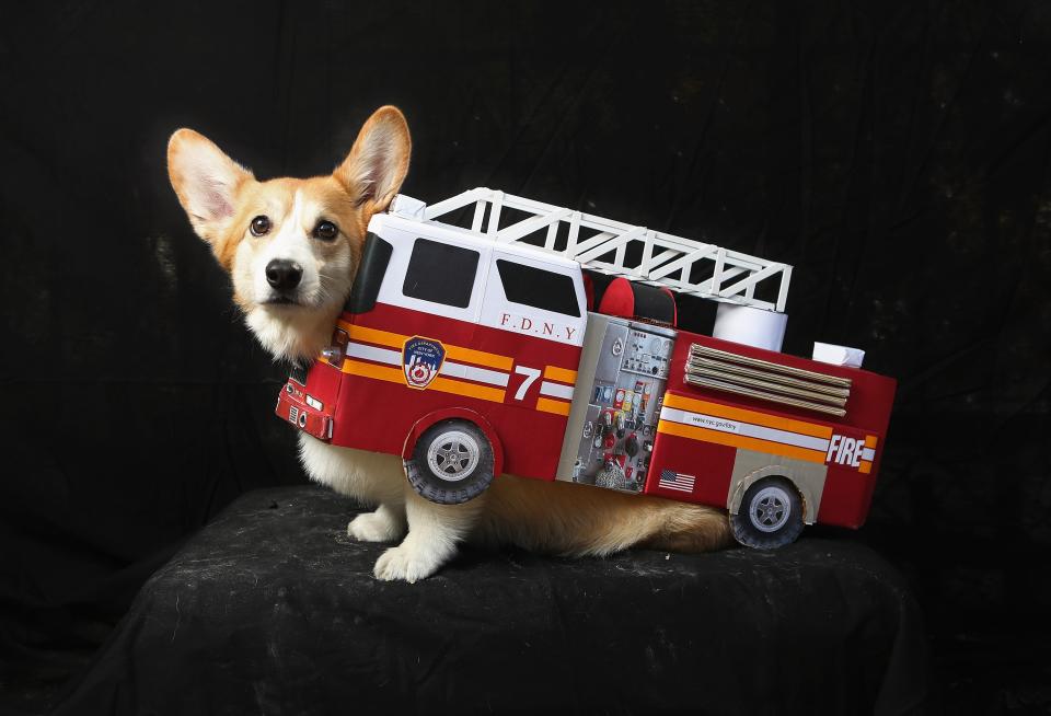 NEW YORK, NY - OCTOBER 20: Harry, a corgi, poses as a fire truck at the Tompkins Square Halloween Dog Parade on October 20, 2012 in New York City. Hundreds of dog owners festooned their pets for the annual event, the largest of its kind in the United States. (Photo by John Moore/Getty Images)