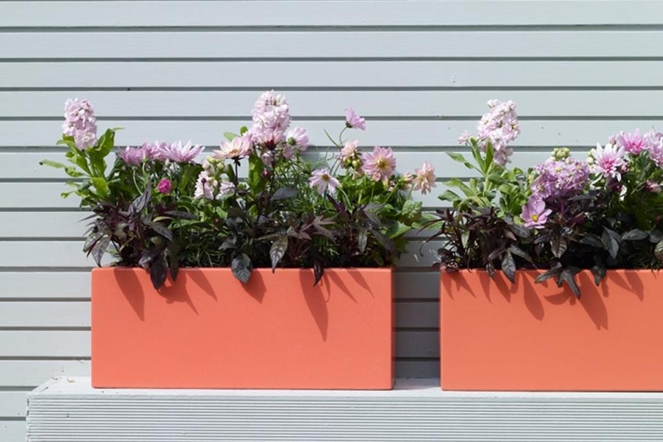 Gift your libra mum potted morning glories. (Nassima Rothacker)