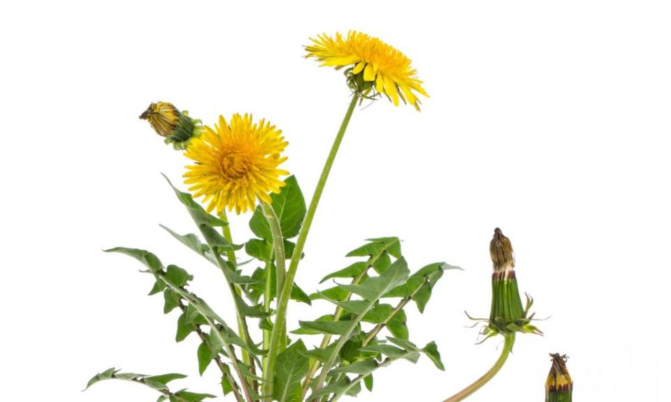 Dandelion (Taraxacum officinale) - whole plant on white background