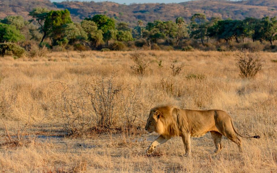 Lion, Panthera leo, Ruaha National Park Tanzania - Roger de la Harpe/UIG/Getty Images