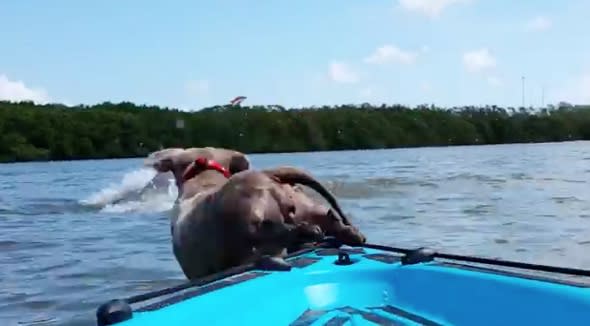 Adorable tiny dog chases dolphin (video)