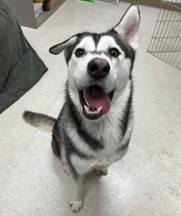 Harvey the husky has a lopsided nose, a deformity that shelter workers say prevented anyone from adopting him until an online post tugged at the heart of a Seattle-area woman who drove all the way to San Diego to adopt the pup last week.