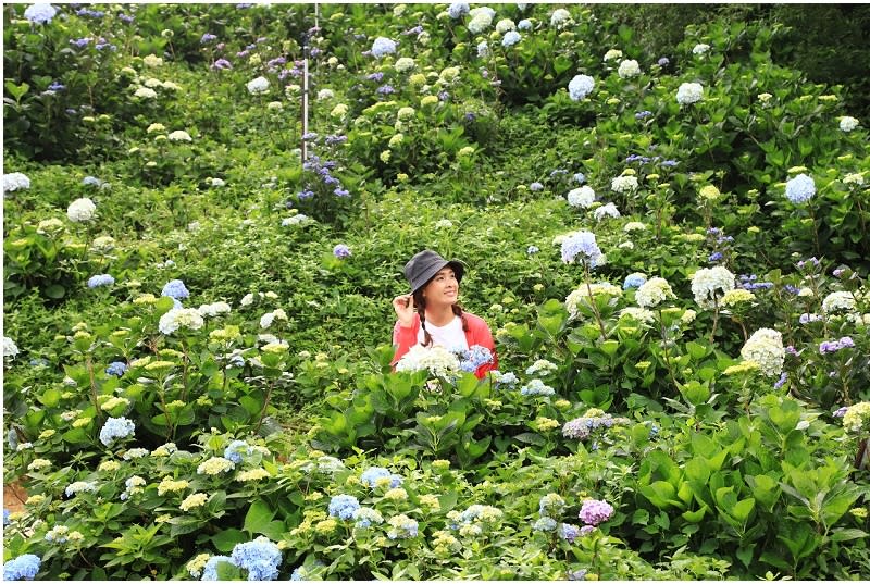 新北｜萬里高家繡球花季