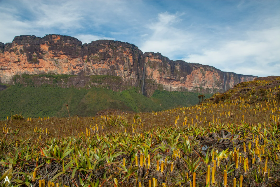 A habitat at the summit of Wei-Assipu-tepui.