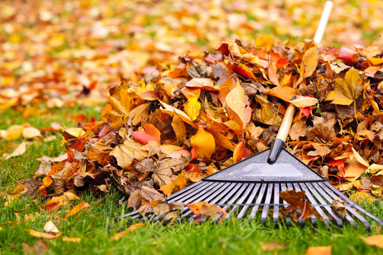  Dead autumn leaves being raked up on a lawn. 