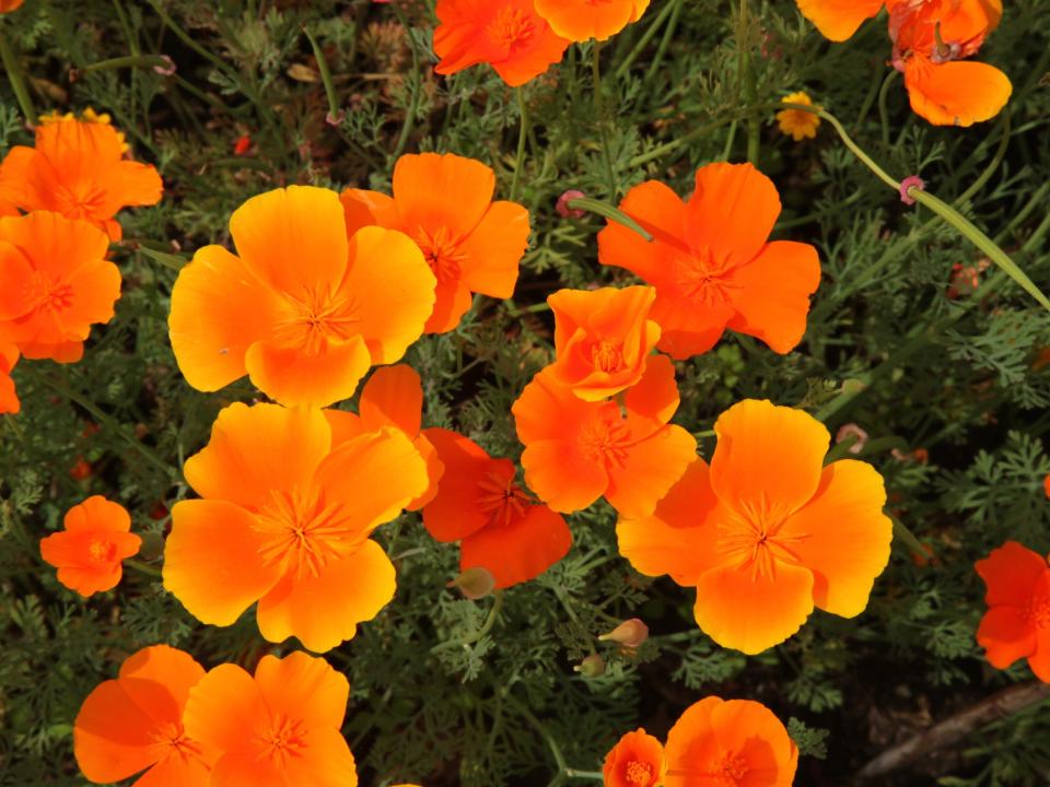 orange flower