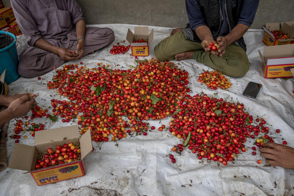 Kashmiri farmers pack freshly plucked cherries before sending them to a wholesale market in Waliwar village, north east of Srinagar, Indian controlled Kashmir, Wednesday, June 16, 2021. Cherry farmers in Kashmir who were not able get most of their produce to the markets last year because of the COVID-19 pandemic are hoping for good returns this year. (AP Photo/ Dar Yasin)