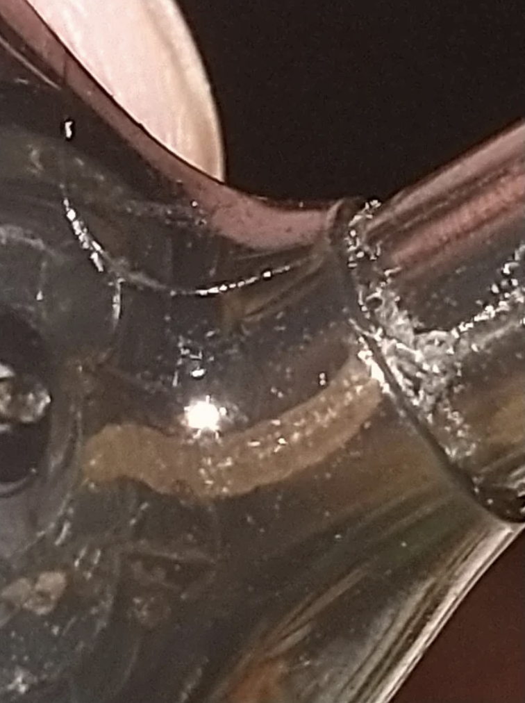 closeup of the maggot stuck inside