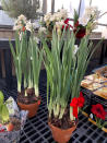 Paperwhites appear on display at a nursery in Larchmont, N.Y. on Monday, Dec. 5, 2022. The plant's bulbs are pre-chilled so they can be planted now and produce flowers in four to six weeks. They do well planted in a shallow container of soil. (AP Photo/Julia Rubin)