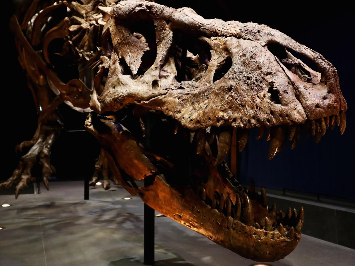 The skeleton of a Tyrannosaurus rex unearthed in Montana in 2013 and on display at the Natural History Museum of Leiden in the Netherlands (Dean Mouhtaropoulos/Getty)