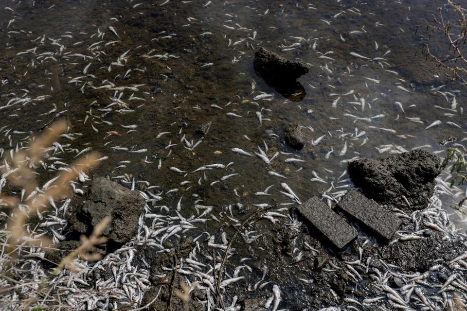 Hundreds of small fish can be seen dead in Lake Merritt in Oakland, Calif. on Monday, Aug. 29, 2022.