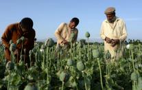 Afghan farmers harvest opium sap from a poppy field in Surkh Rod District, of Nangarhar province near Jalalabad