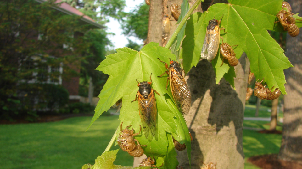 Broods XIII and XIX of cicadas will emerge in 17 states across the Southeast and Midwest, with an overlap in parts of Illinois and Iowa. They will emerge once soil 8 inches underground reaches 64 degrees, expected to begin in many states in mid-May 2024 and lasting through late June.