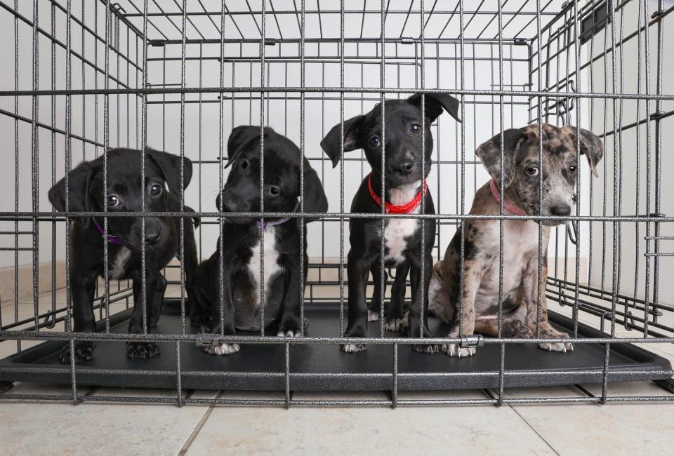 <p><strong>State Pet: Colorado Shelter Pets <br><br></strong>Colorado and a few other states have made their state pet shelter animals, a strong reminder to adopt and not shop... because look at those little faces. </p>