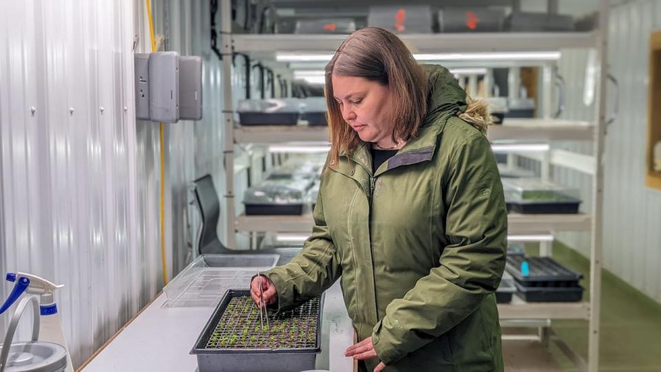 Lead researcher Robyn Kelly in the grow room at Phytocultures in Clyde River, P.E.I. 