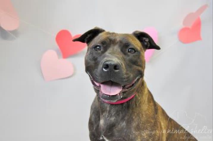 Paprika is the longest resident at the Town of Hempstead Animal Shelter. She has been there for over two years and four months.  This sweet and petite 4.5-year-old beauty has been waiting for her chance for a forever home, but keeps getting passed over.    Paprika is definitely losing hope, and is really stressed out in the kennels, which makes it even more urgent to get her out of the shelter. Paprika is a volunteer favorite and is super affectionate.  She knows basic commands (including sit, paw, kiss and stay) and is eager to learn more!   Paprika walks well on leash, seems house trained and needs her angel to come find her. She can be picky about which dogs she likes, but can live in a home with another dog.   Paprika <a href="https://www.facebook.com/PB.TeamPaprika?fref=ts" target="_blank">has her own Facebook page</a>.   If you would like to know more, please contact the Town of Hempstead Animal Shelter at (516) 785-5220 or <a href="http://www.toh.li/animal-shelter" target="_blank">check out their website</a>. They are located at 3320 Beltagh Avenue, Wantagh, NY 11793. 