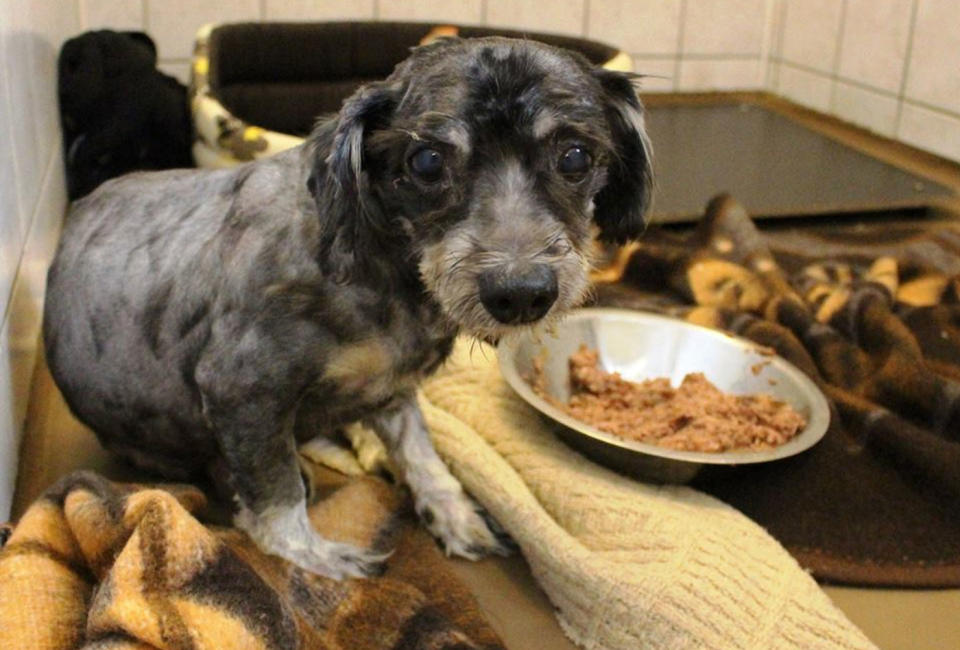 A dog found with thick, matted, dreadlock-like fur, has had its hair trimmed after being found neglected in Poland. Source: CEN/Australscope