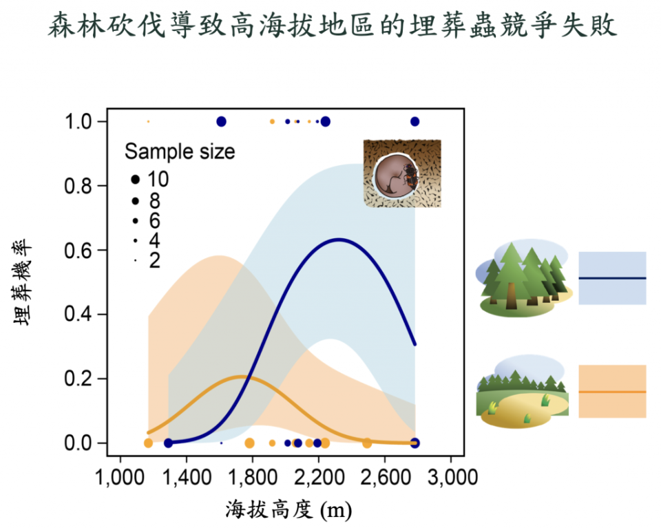 森林砍伐導致高海拔地區的埋葬蟲競爭失敗。（圖片來源：中研院沈聖峰研究團隊簡報）