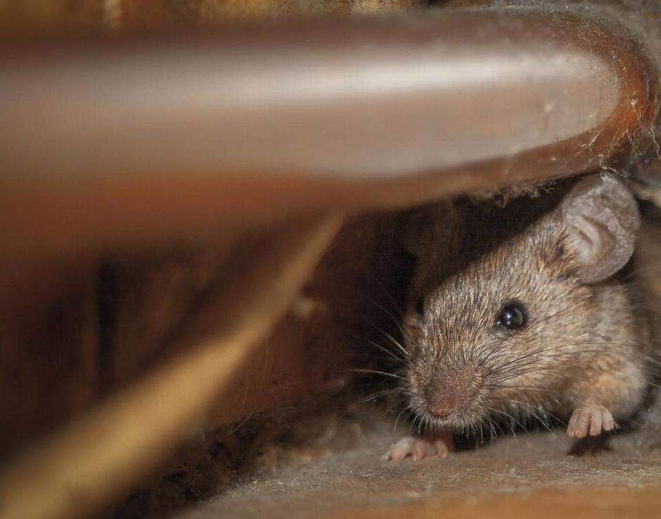 Keep your home clean and sealed to prevent pests such as mice from entering and staying. Dejan Kolar/Getty Images/iStockphoto