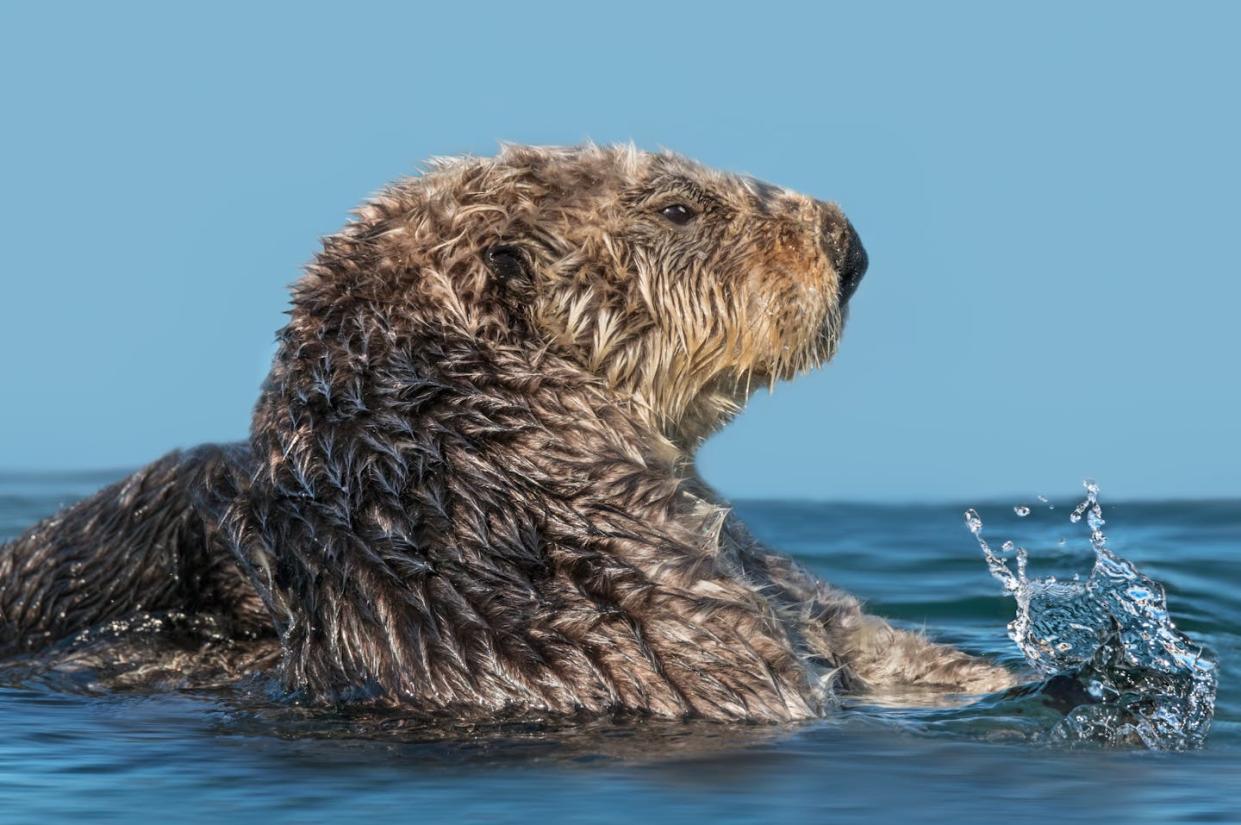 Sea otters are born with a supercharged metabolism. <a href="https://www.gettyimages.com/detail/photo/cute-sea-otter-making-a-splash-royalty-free-image/1304610196" rel="nofollow noopener" target="_blank" data-ylk="slk:Adria Photography/Moment via Getty Images;elm:context_link;itc:0;sec:content-canvas" class="link ">Adria Photography/Moment via Getty Images</a>