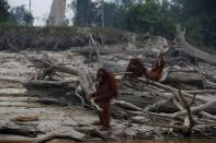 The Wider Image: Indonesia's firefighters on frontline of Borneo's forest blazes