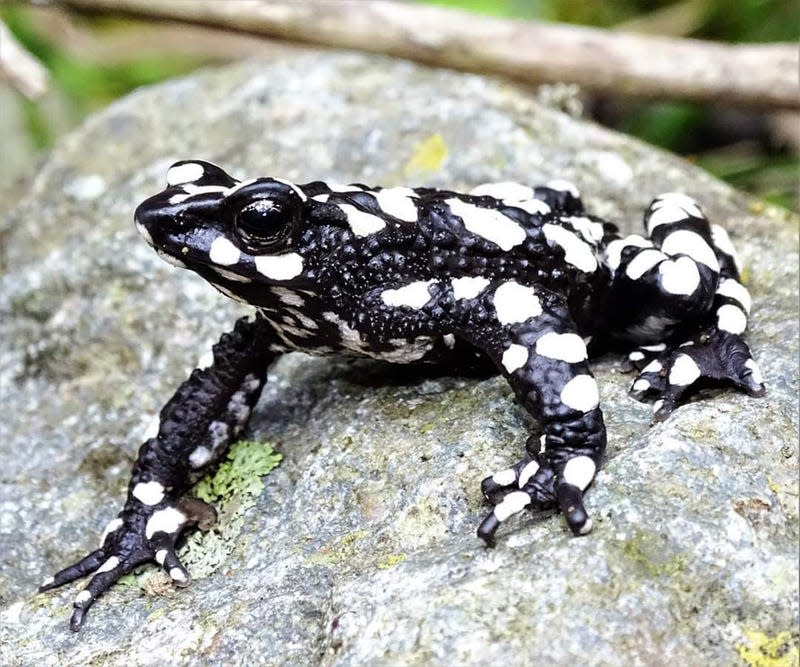 The starry night harlequin toad (Atelopus arsyecue)